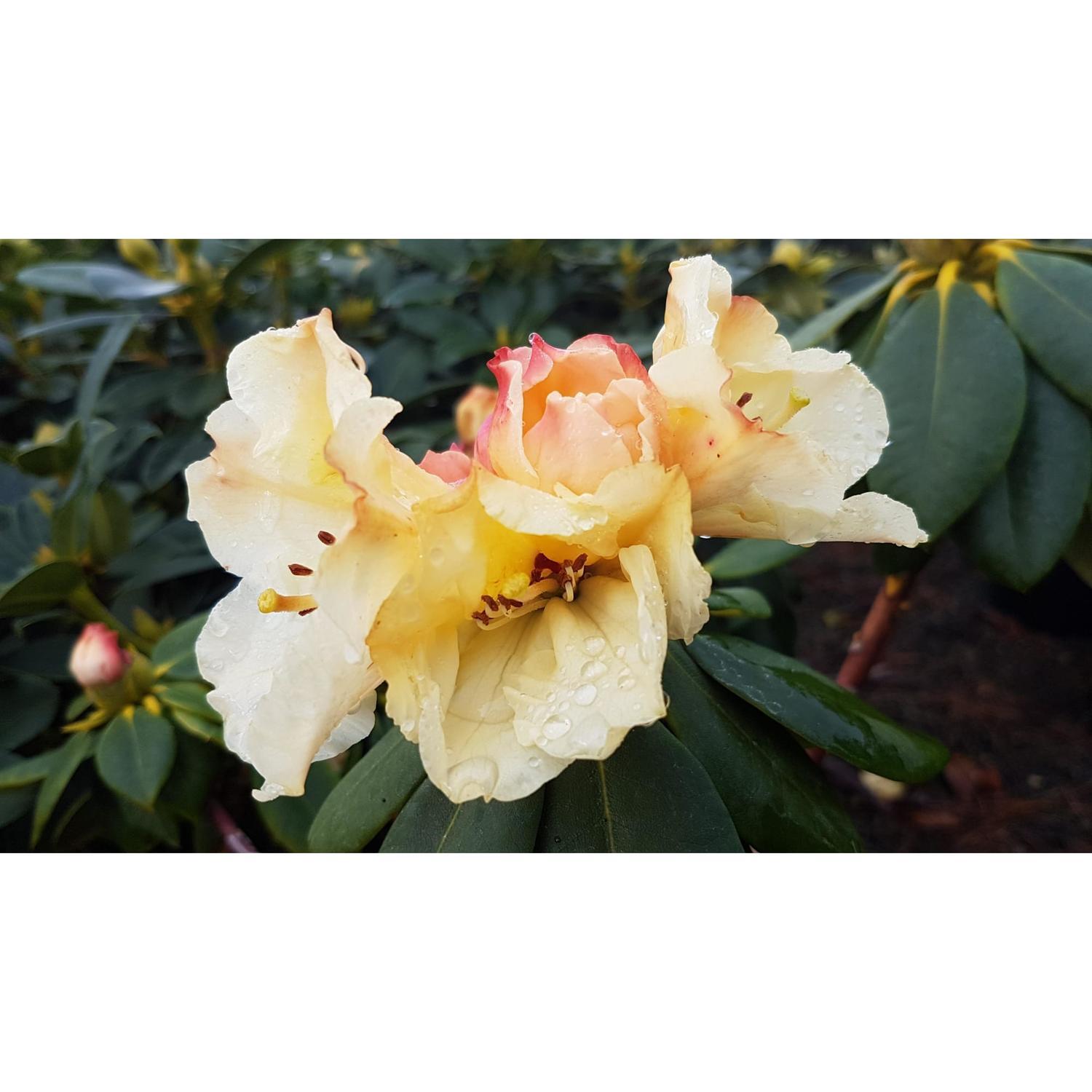 Rhododendron Horizon Monarch