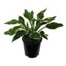Hosta Minuteman