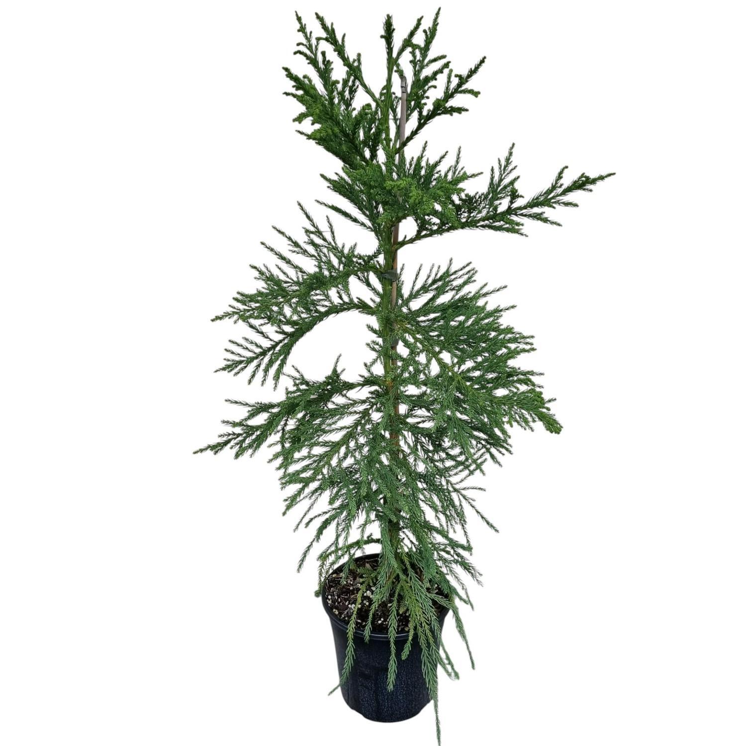 Cryptomeria Jap. Egmont 4L