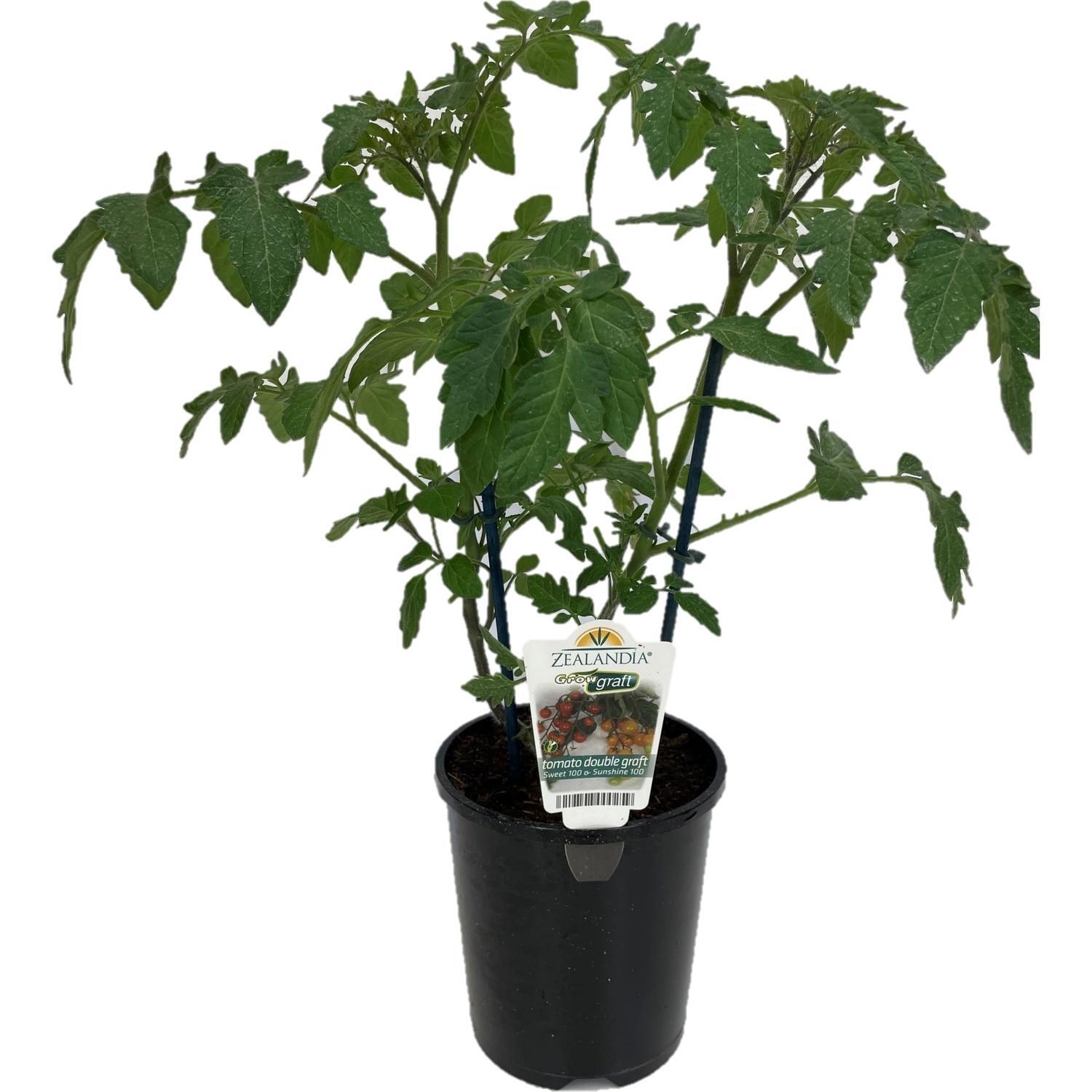 Double Grafted Tomato Sweet & Sunshine 100