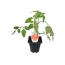 Tomato Early Girl