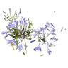 Agapanthus Peter Pan
