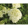 Hydrangea Limelight 3.3 Litre