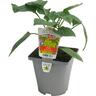 Chilli Jalwa Green 10cm