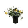 Rose Scentifall Lemon 2.5L