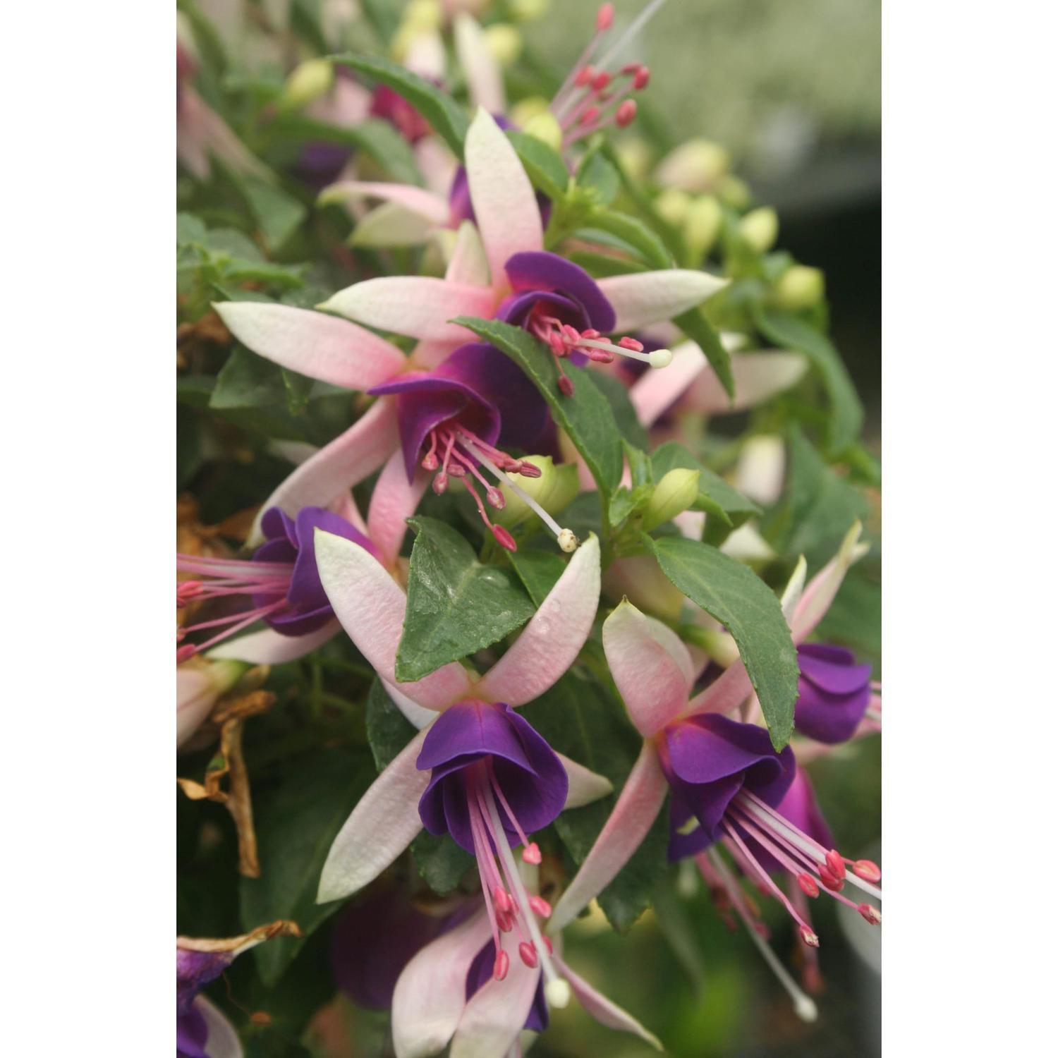 Fuchsia Violetta