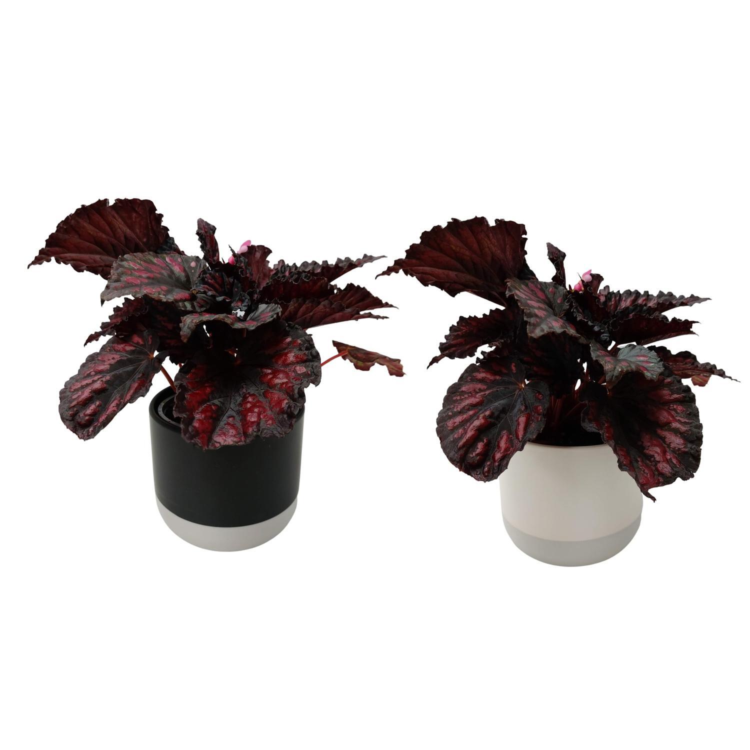 Begonia Rex Little Devils in Duo Pot