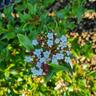 Viburnum Tinus Eve Price  2L