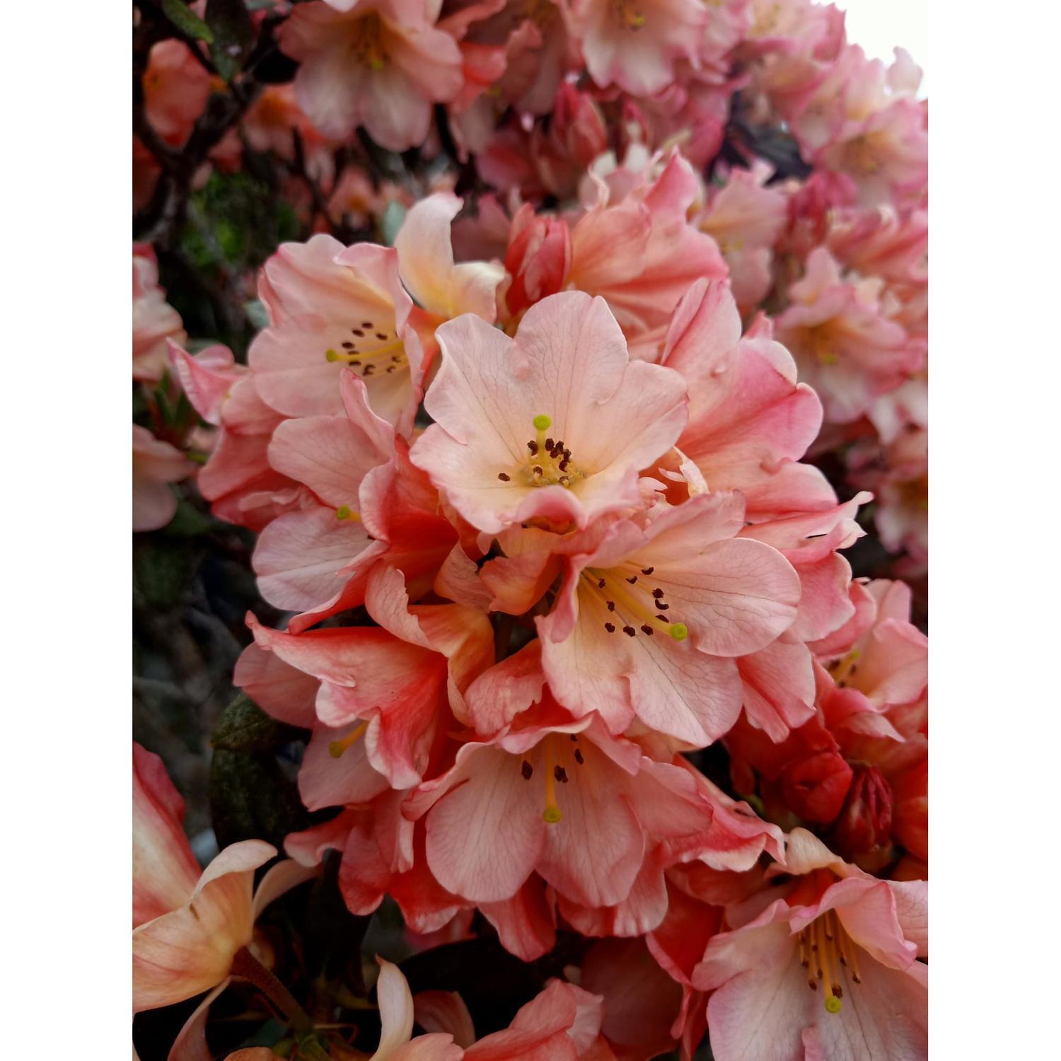 Rhododendron Sierra Sunset