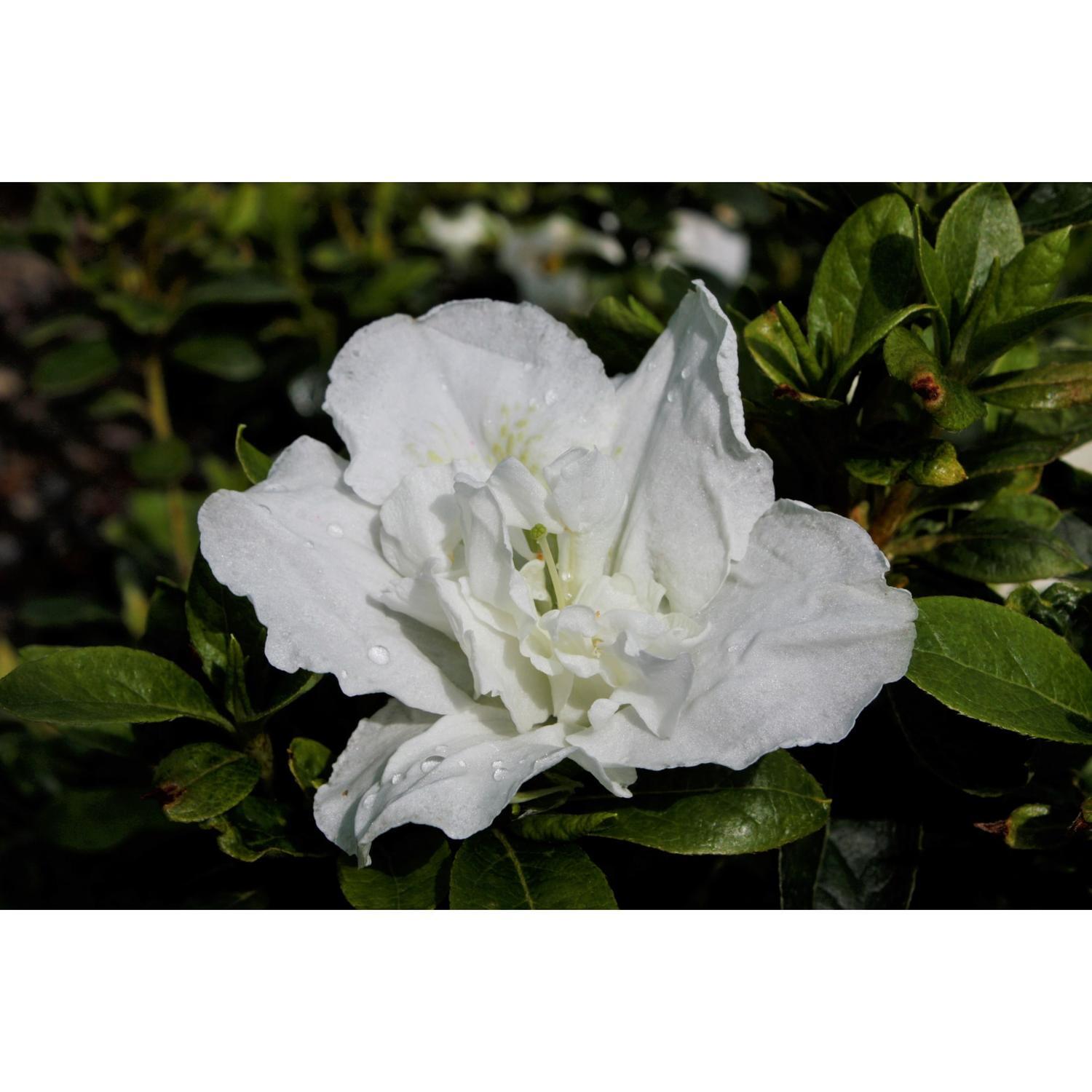 Azalea