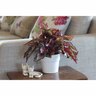 Begonia Rex Little Devils