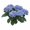 Hydrangea Renate Steiniger 4.5 litre Blue