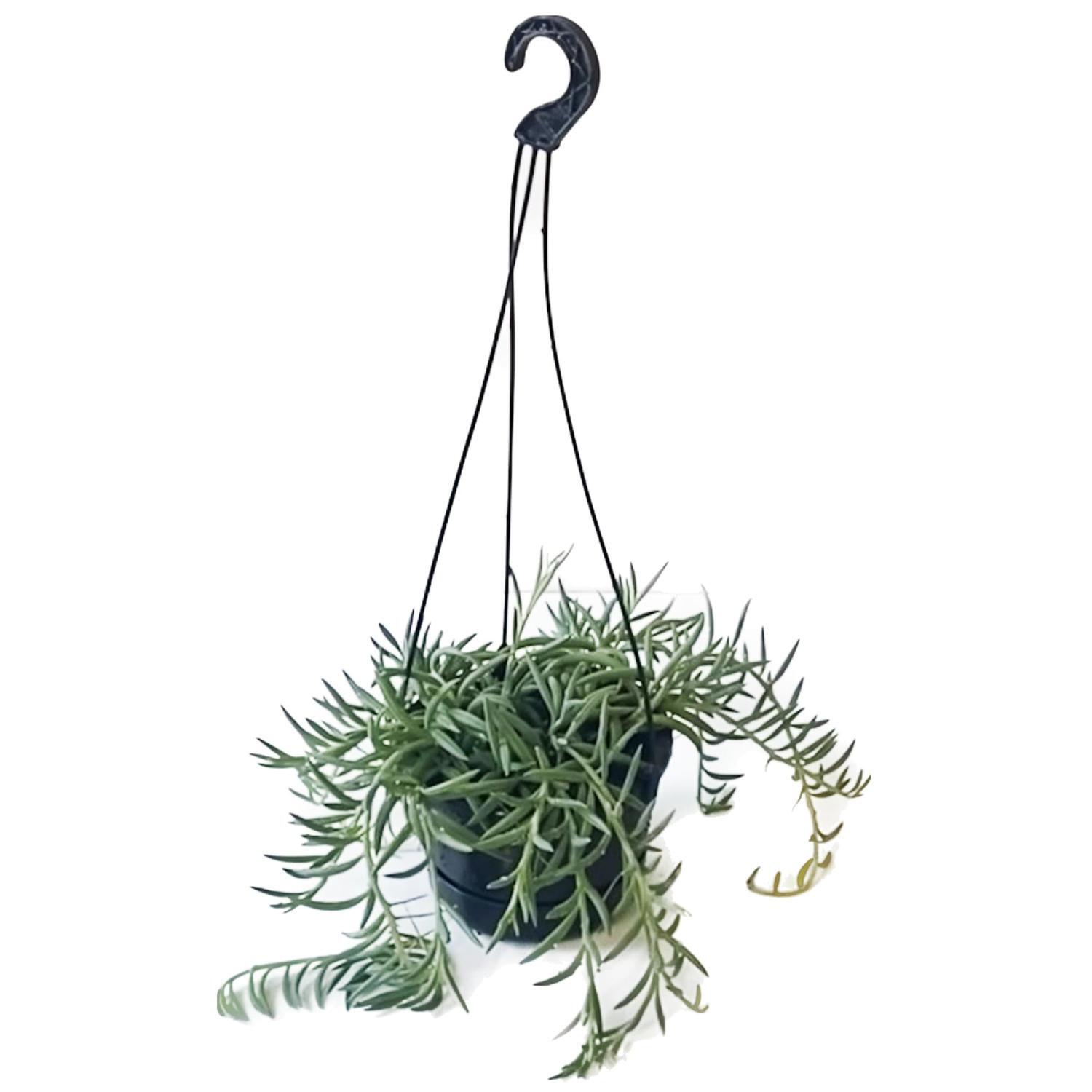String of Bananas Basket 14cm