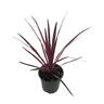 Cordyline Salsa 2.5 Litre