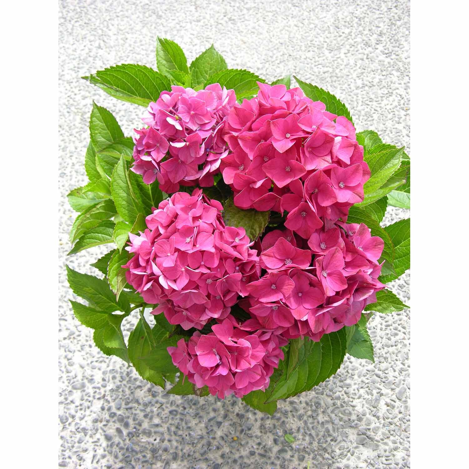Hydrangea Venice