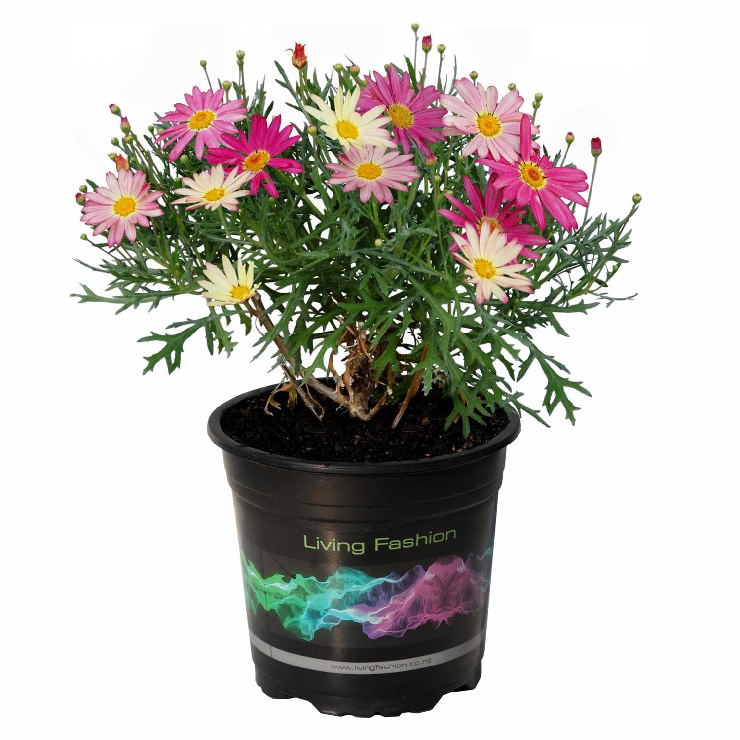 Federation Daisy Double Act
