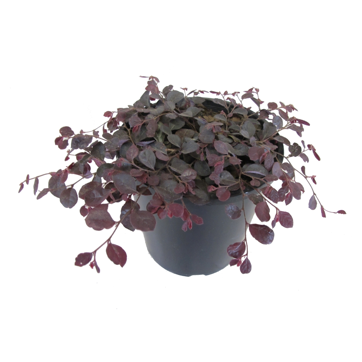 Loropetalum Purple Pixie