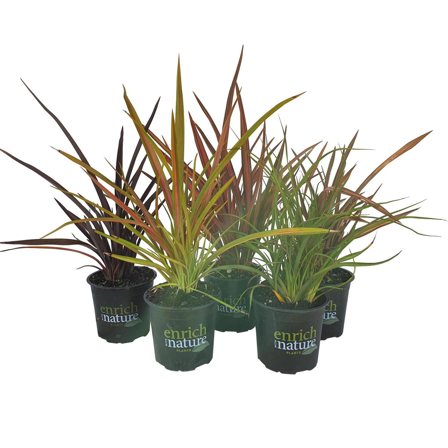Phormium Assorted