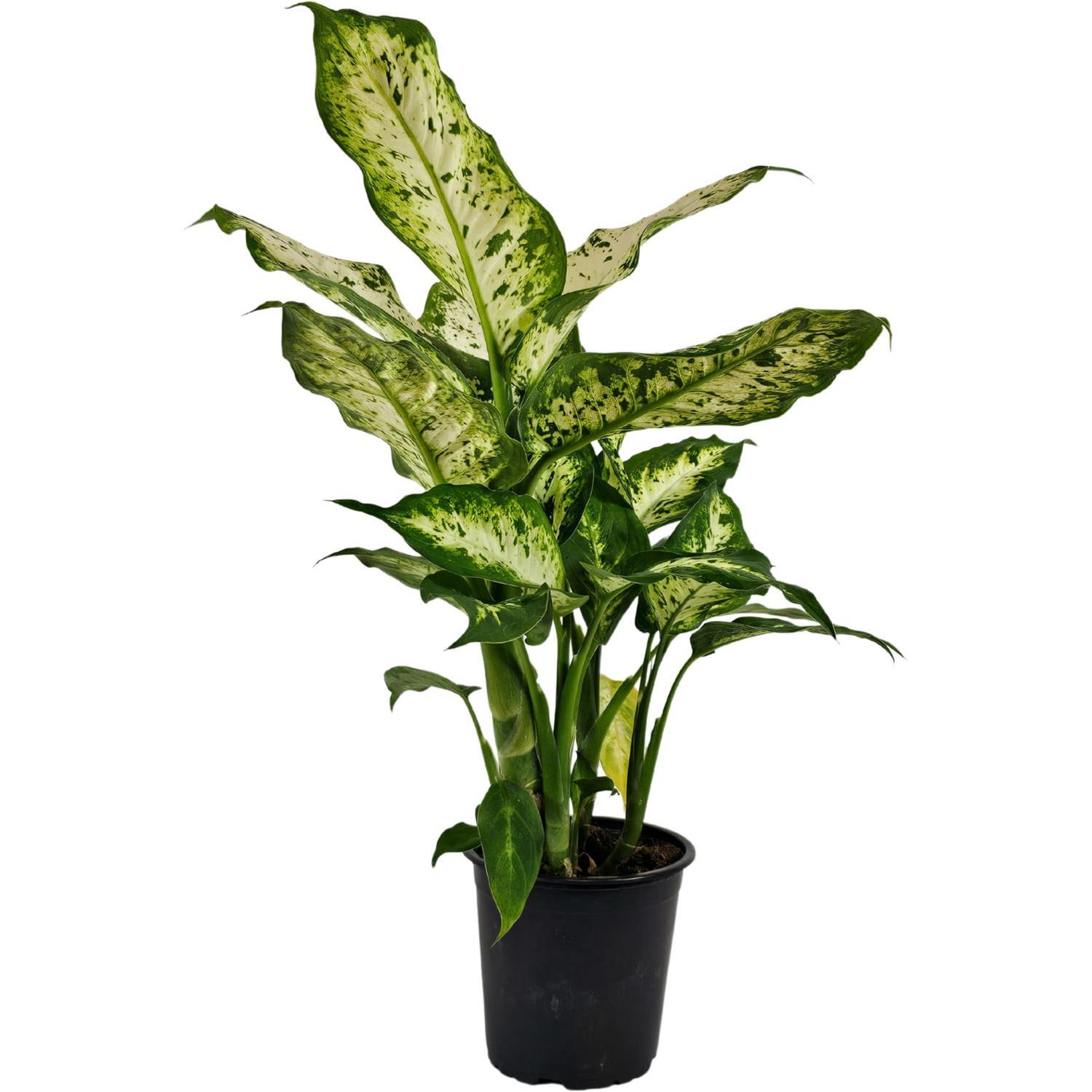 Dieffenbachia Compacta
