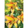 Lily Ot Hybrid Rising Moon Pack of 1