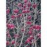 Magnolia Black Tulip
