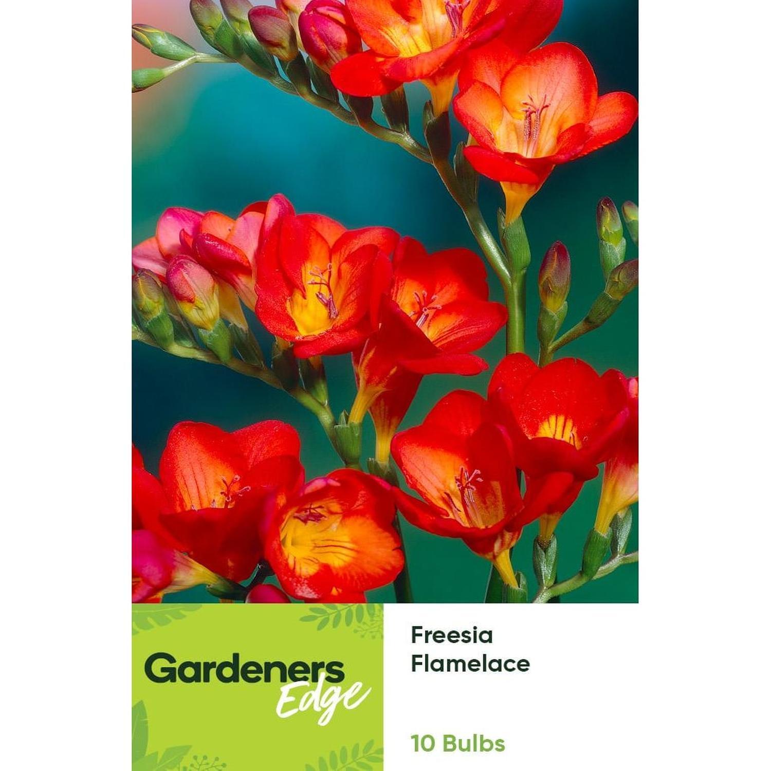 Freesia Single Red Flame Lace 10 pack