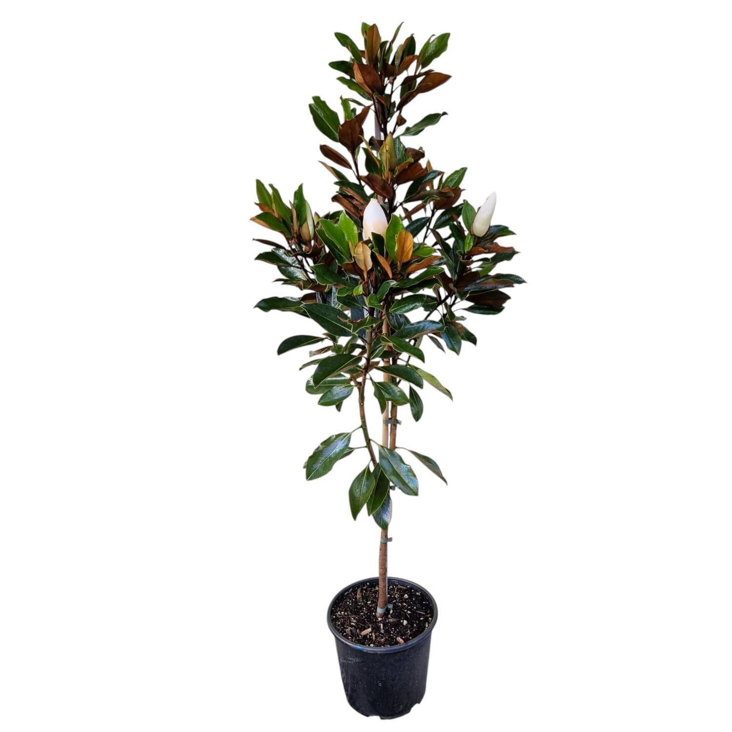 Magnolia Little Gem 8.5L