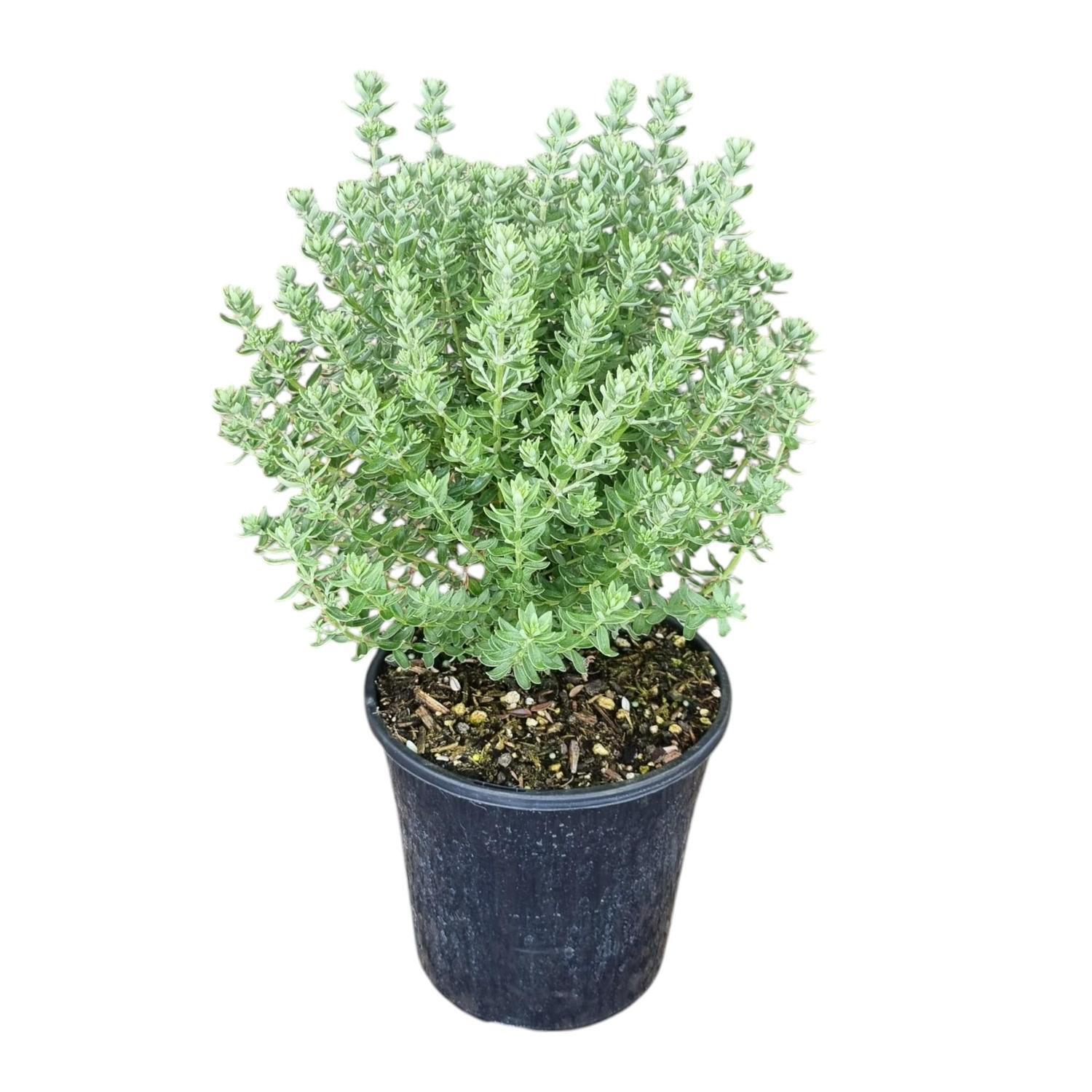 Westringia Grey Box  4L