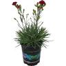 Dianthus Passion