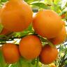 Mandarin Afourer
