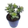 Crassula Minima