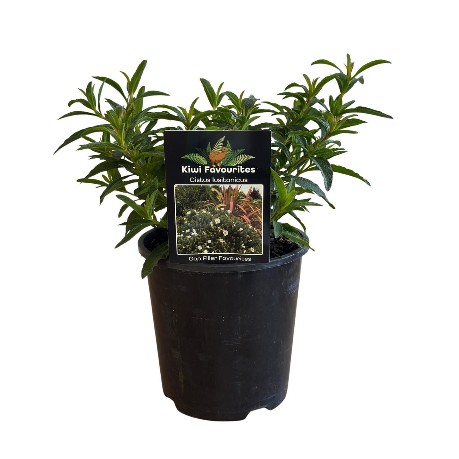 Cistus Lusitanicus  15cm
