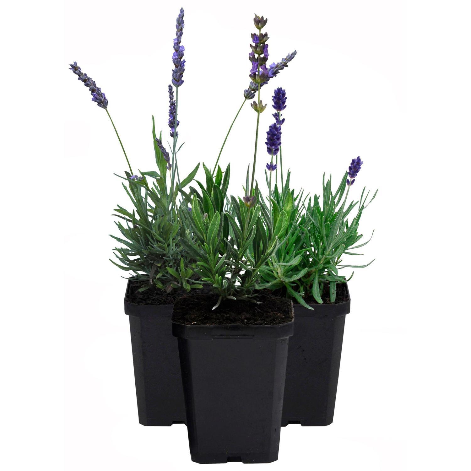 Lavender Hidcote Blue