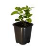 Mint Basil