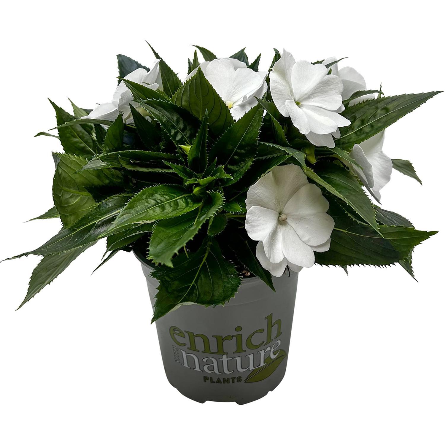 Impatiens
