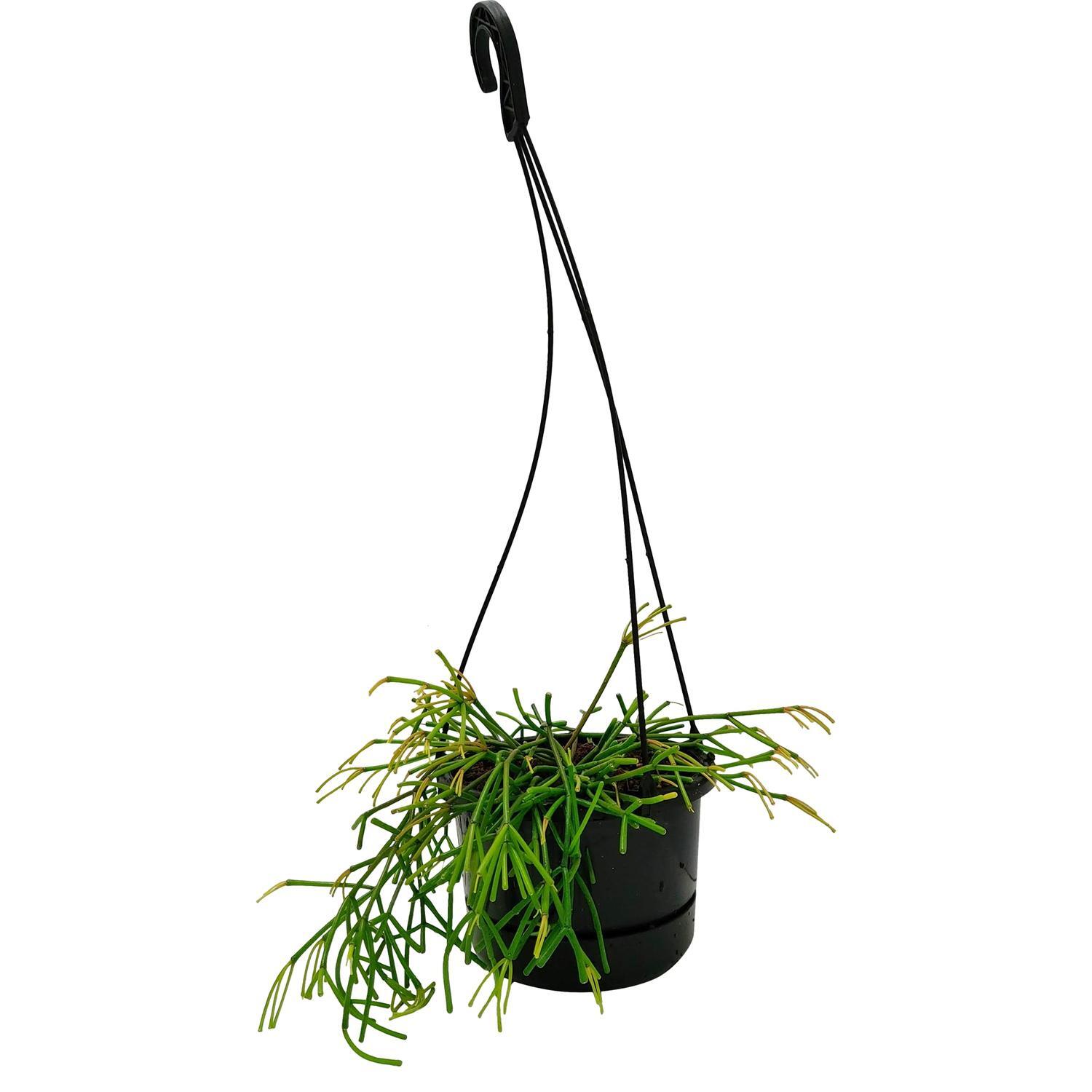 Rhipsalis Baccifera Indoor Basket