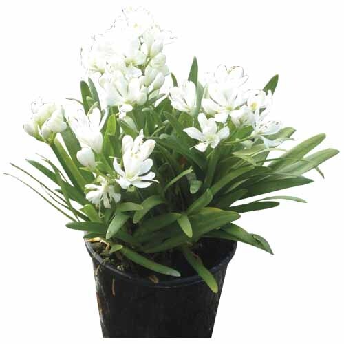 Agapanthus Agapetite PVR