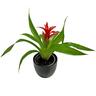 Bromeliad in Ceramic Pot