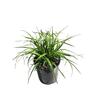 Carex Everlime