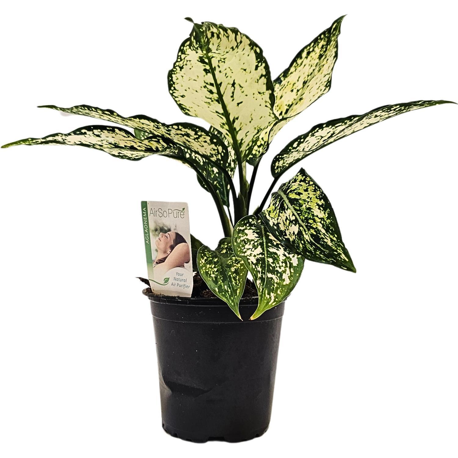 Aglaonema Thailand Snowflake 12cm