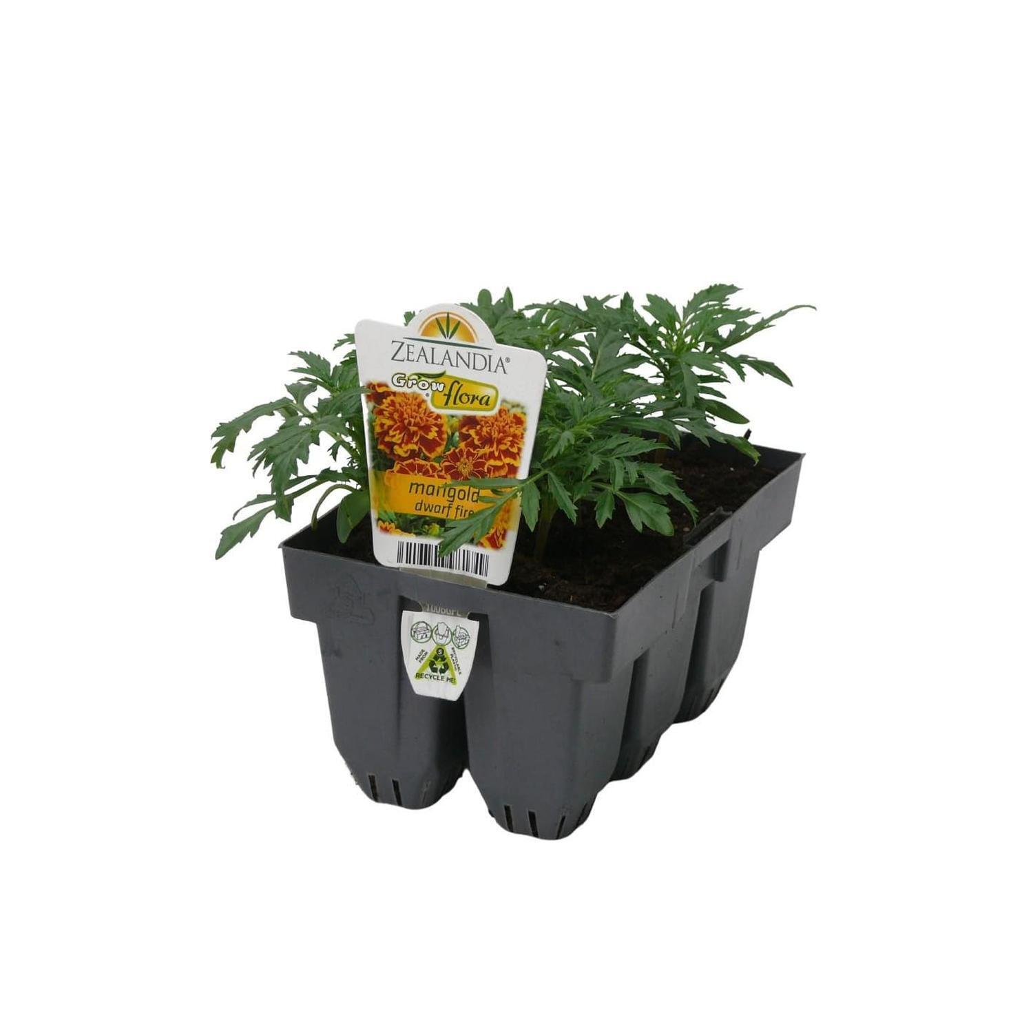 Marigold Dwarf