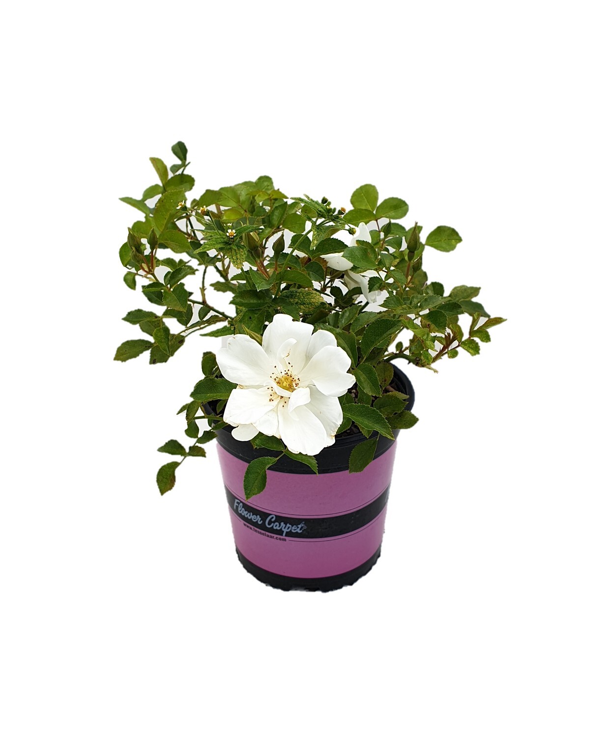 Rose White