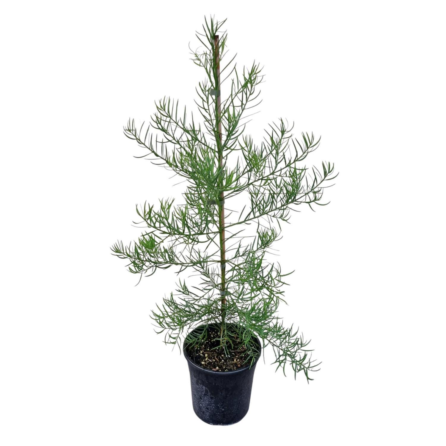 Podocarpus Gracilior 4L