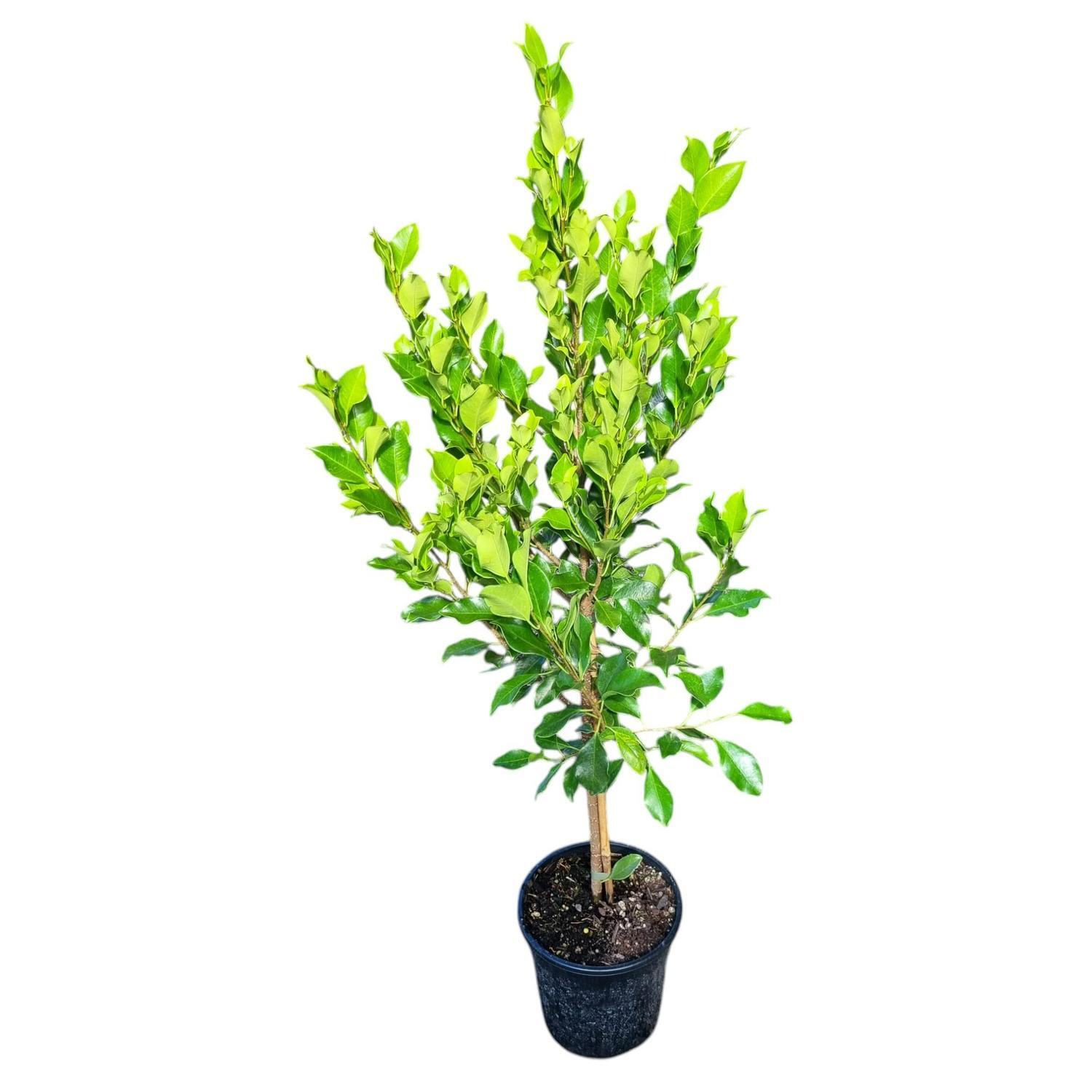 Ficus Tuffi 4L
