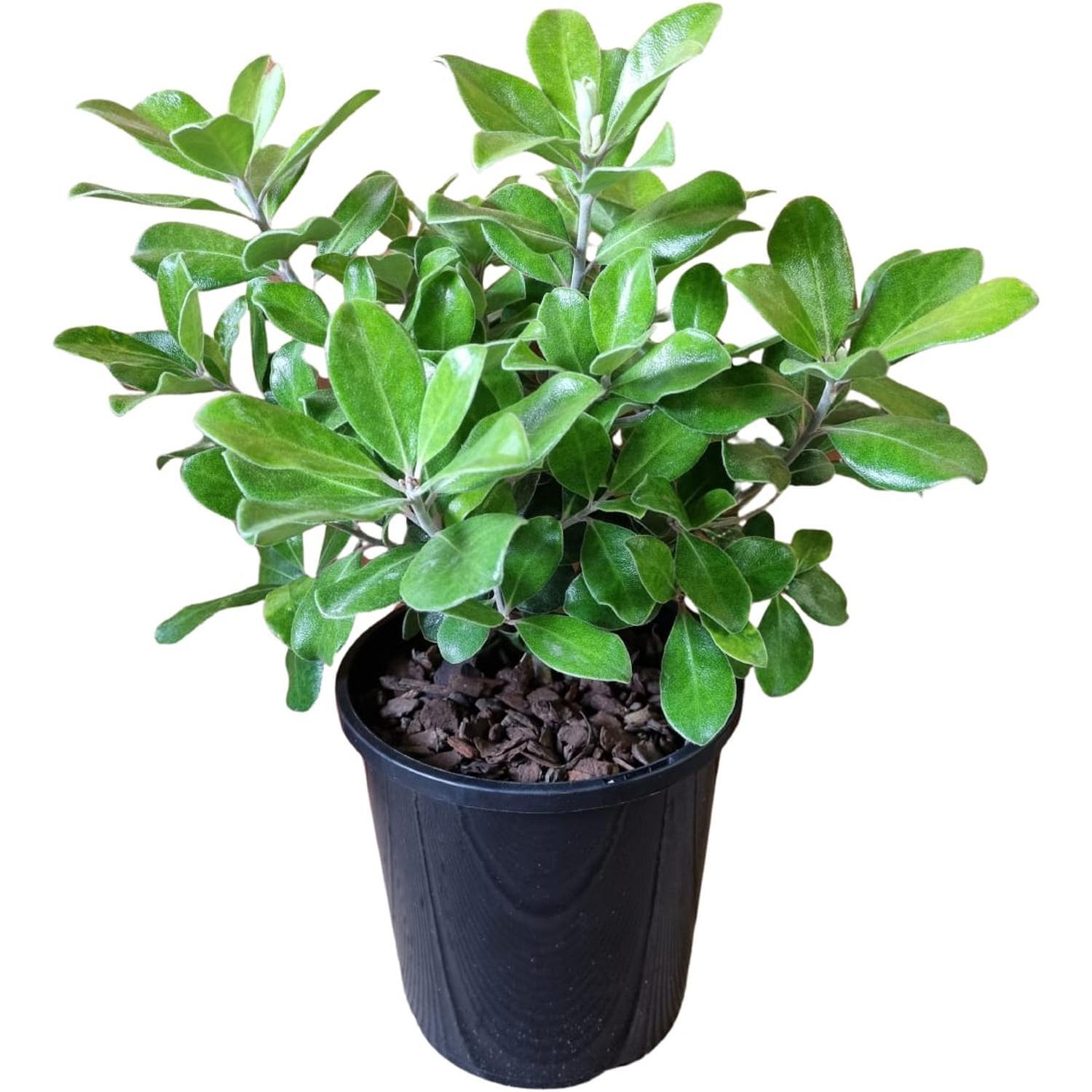 Pittosporum Pot Belly