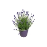 Lavender Thumbelina Leigh