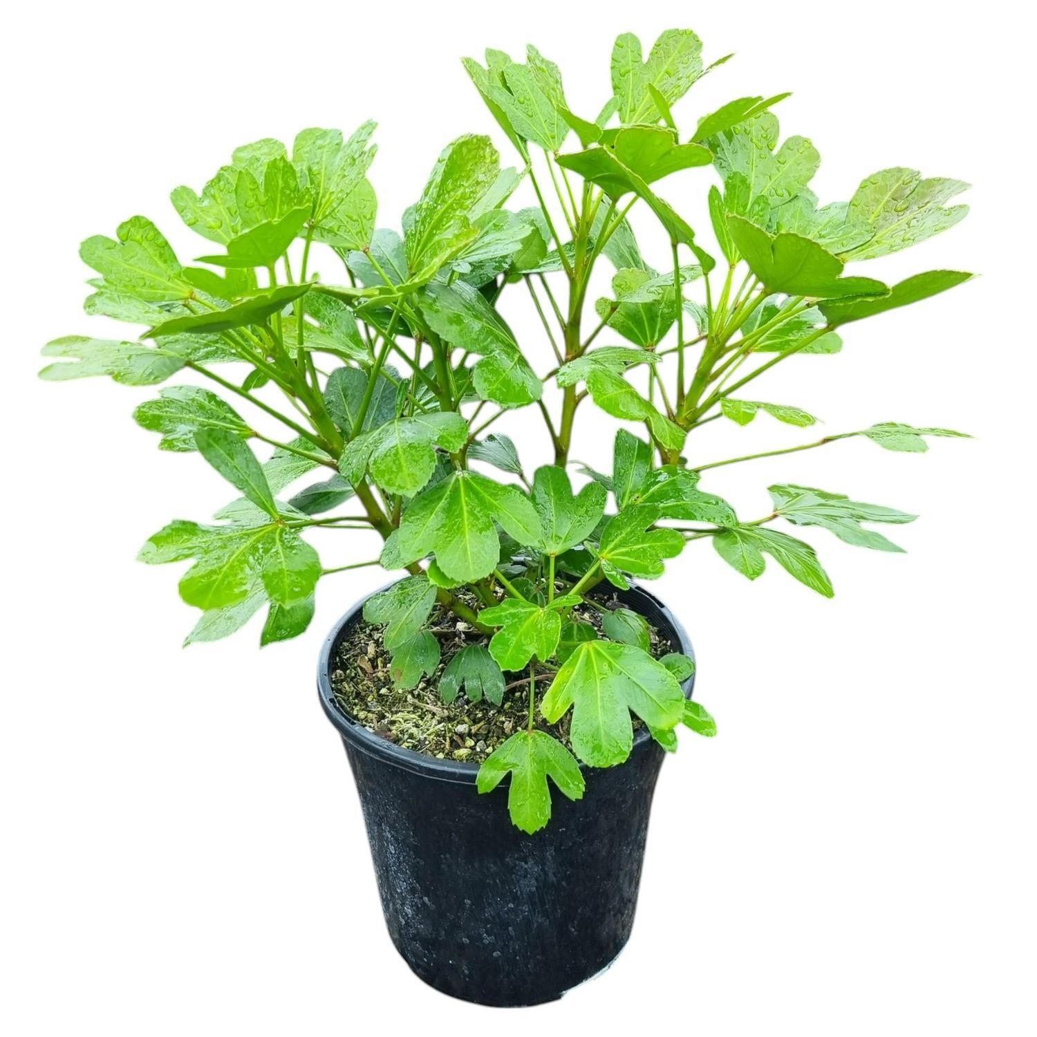 Pseudopanax Cyril Watson 4L