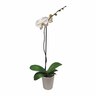 Moth Orchid in Charis Ceramic Pot