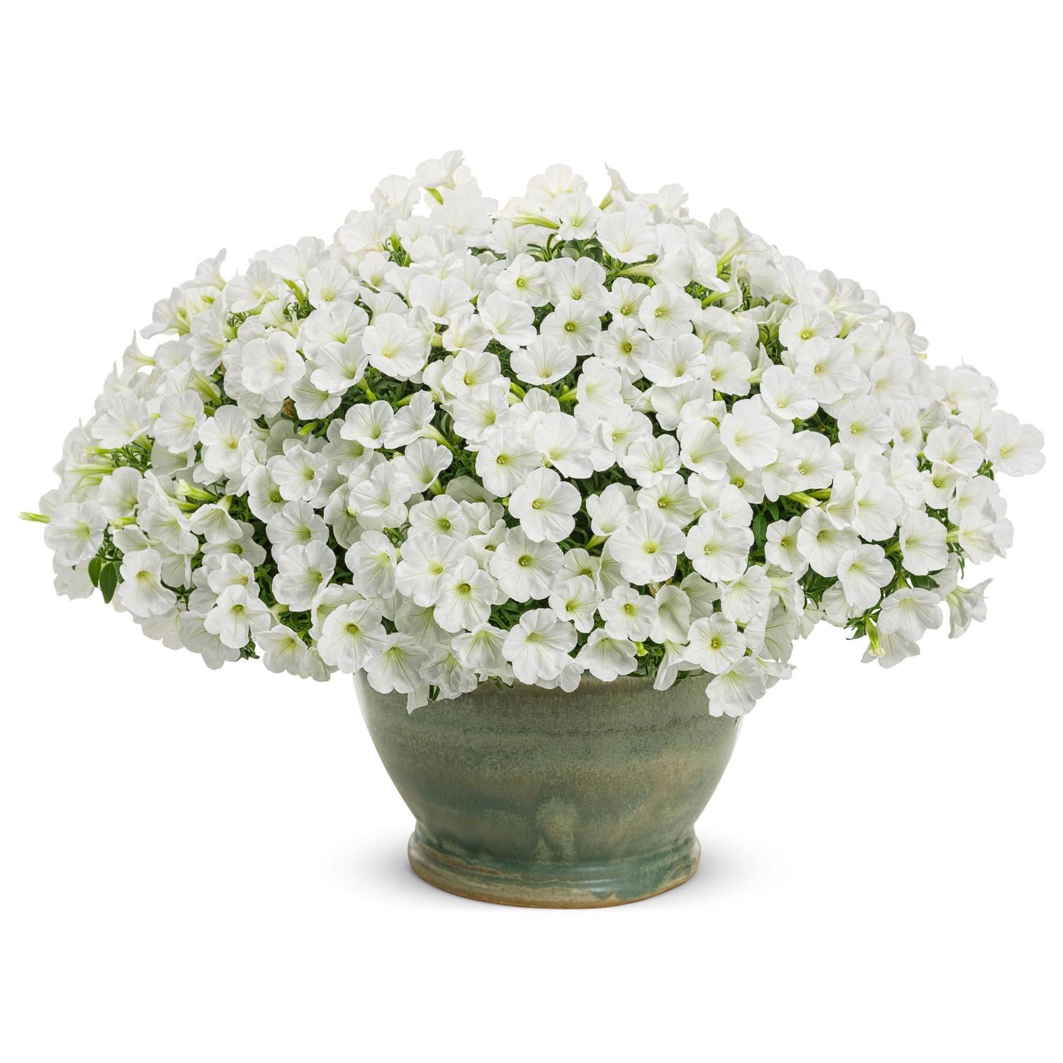 Supertunia Vista