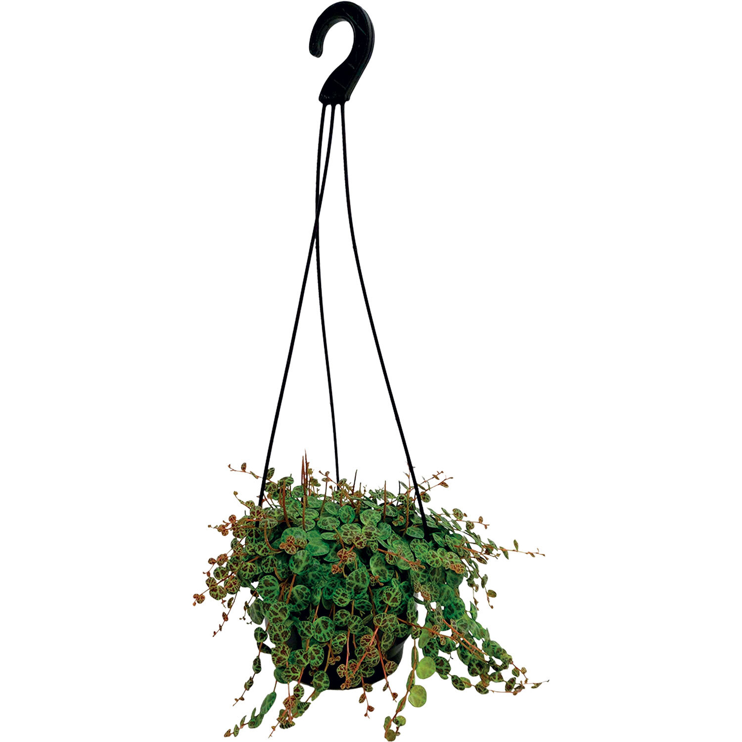 String of Turtles Indoor Basket